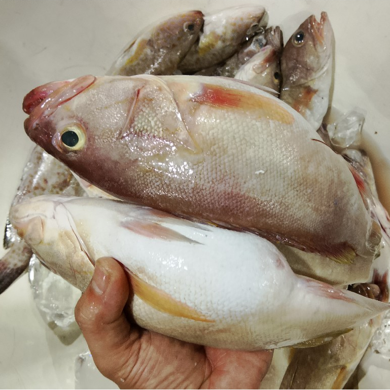 Ikan Kerapu 1Kg Ikan Kerapu Segar Ikan Kerapu Susu Seafood Ikan Laut Ikan Segar