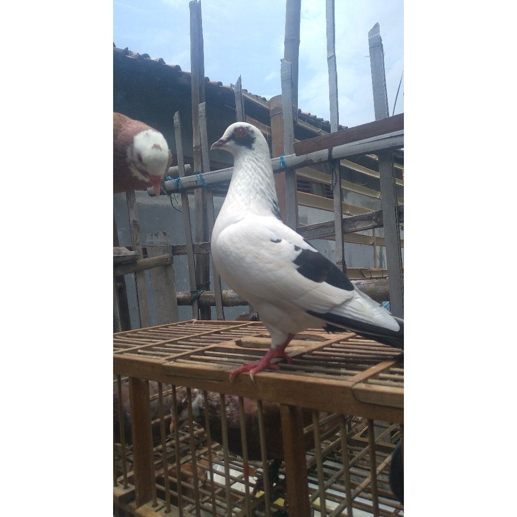 merpati kolong bebas