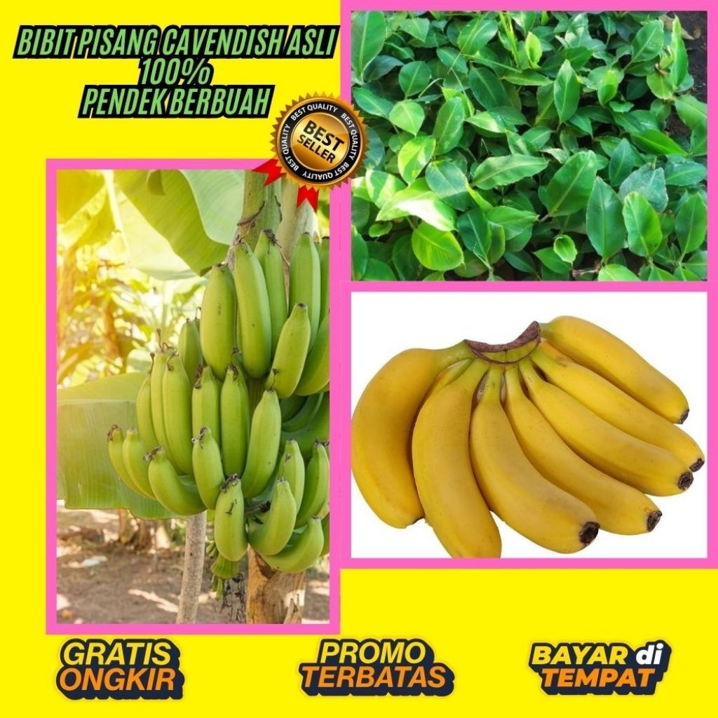 PROMO  Benih Pisang Cavendish Kuning  Benih Pisang Cavendish Mini  Benih Pisang Cavendish Pendek