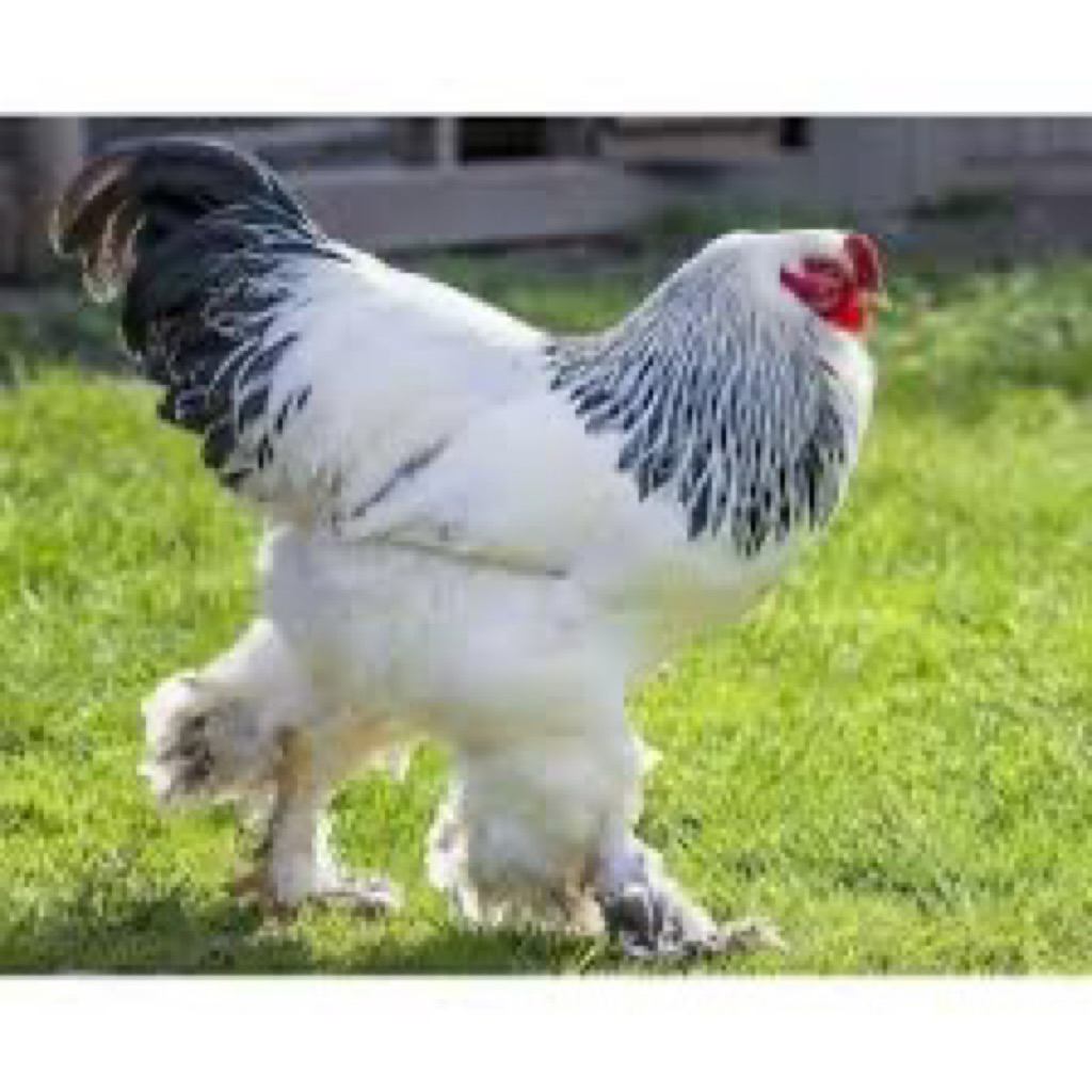 TELUR FERTIL AYAM BRAHMA UNTUK DI TETASKAN