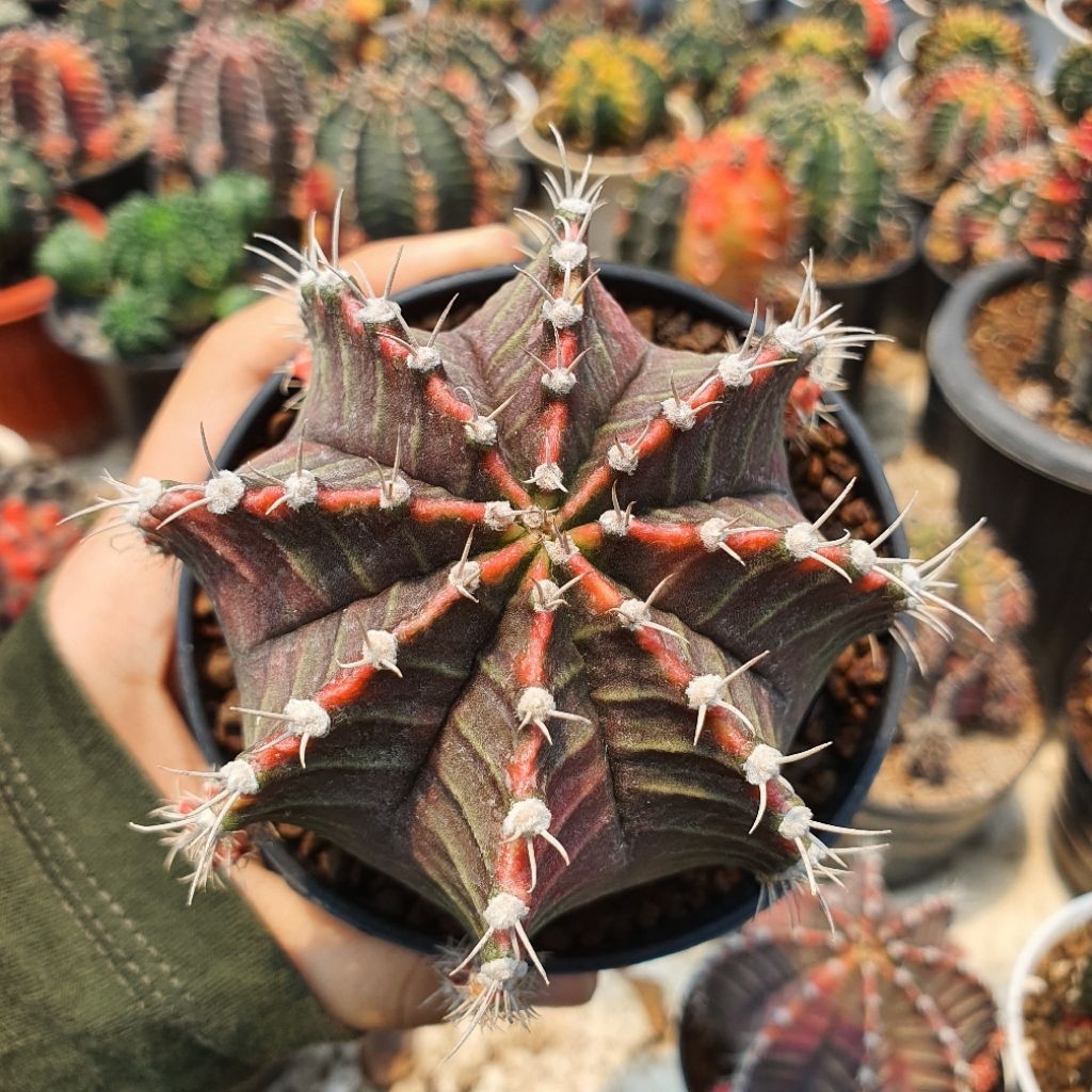 Kaktus Gymnocalycium Mihanovichii Starfire Varigata Besar Dim 8cm