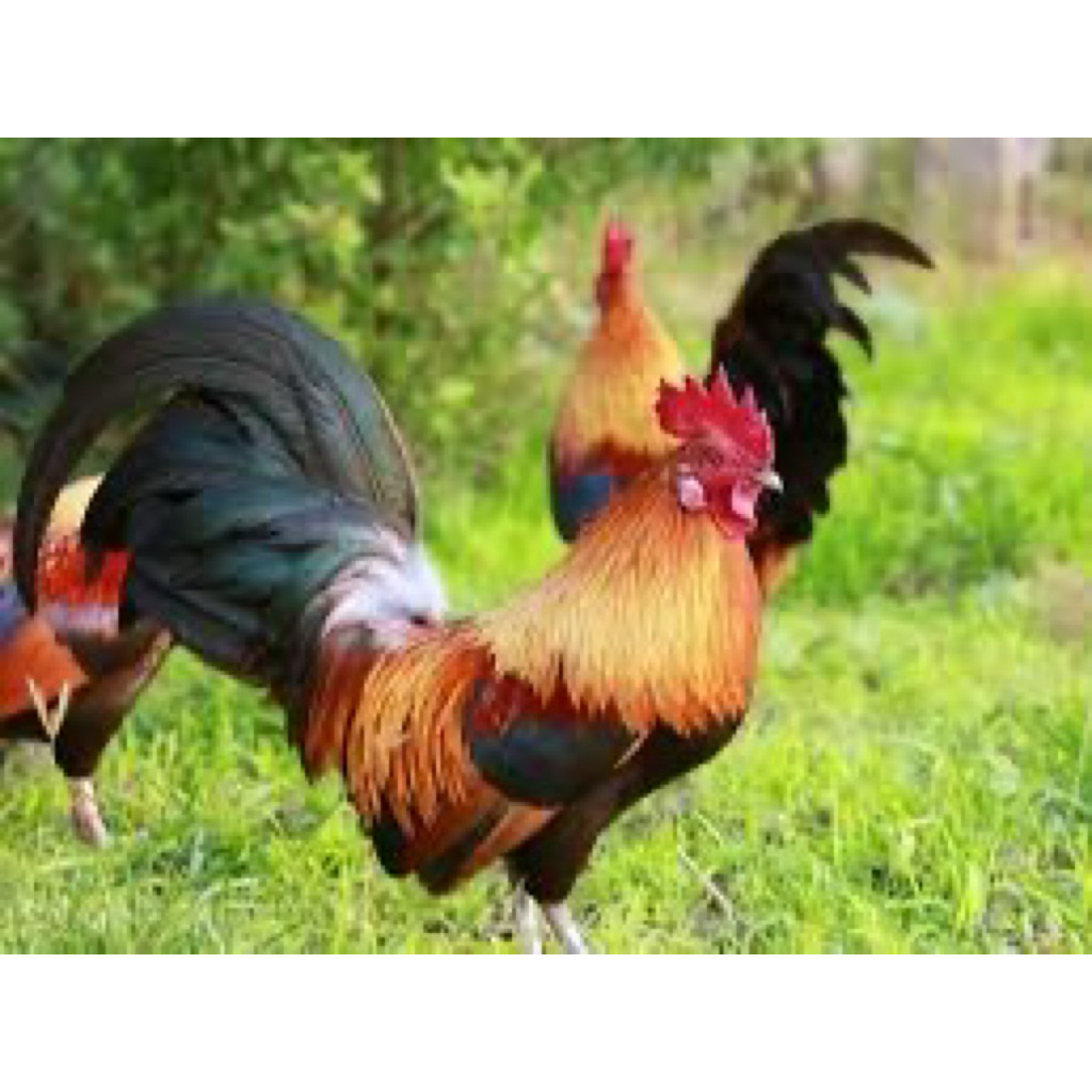 TELUR FERTIL AYAM BIRMA UNTUK DITETASKAN