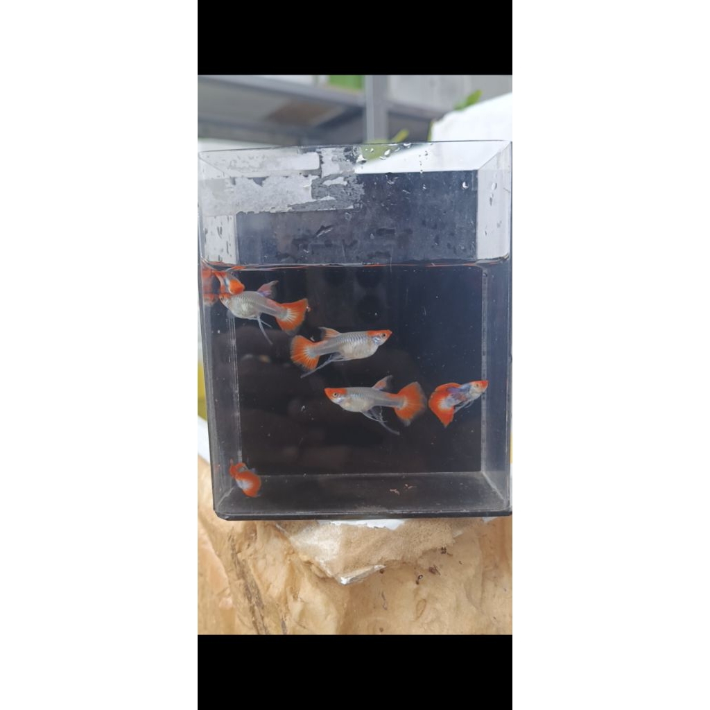 Hiasan Aquarium PRTDE KOI RIBBON