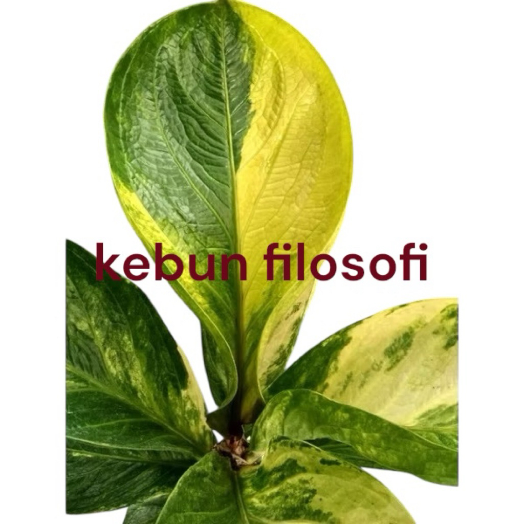 anthurium jemani varigata mangkok dan koptik karakter ekonomis