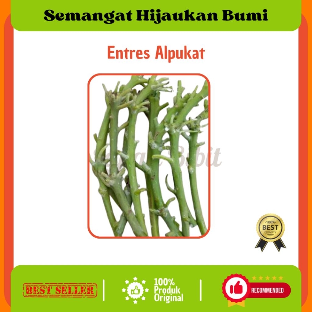 Entres Alpukat Varietas Miki