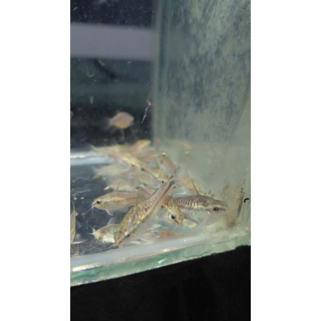 Corydoras Pigmy