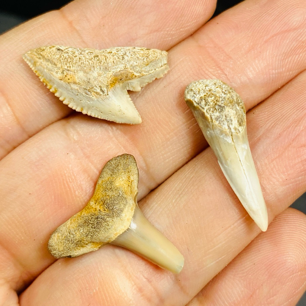 3Pcs Gigi Hiu fosil batu - Fosil Gigi Hiu - Shark Tooth