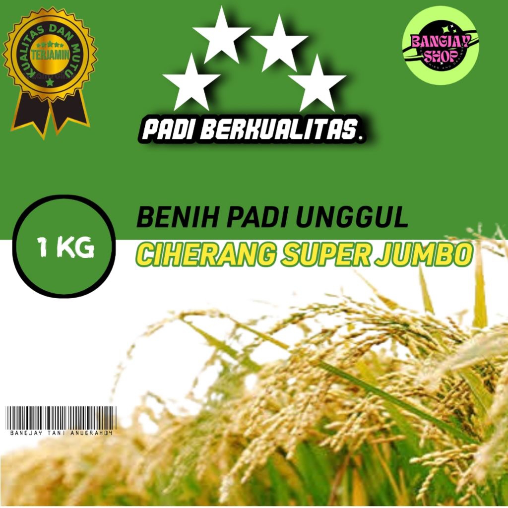 BENIH PADI unggul  CIHERANG SUPER JUMBO kemasan 1kg