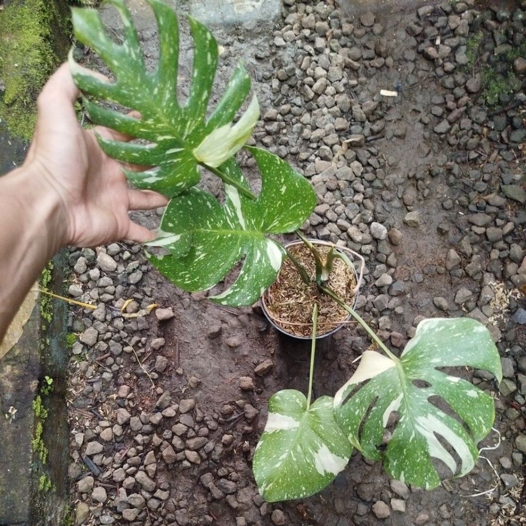 Tanaman Monstera Constellation Thai / Monthai