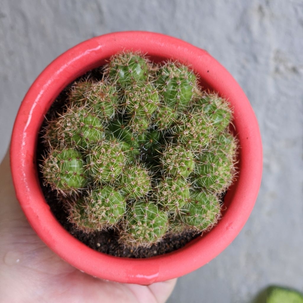 Paket KAKTUS SUKULEN Echinopsis - Tumbuhan Hidup Tanaman Hias Asli Murah Makassar