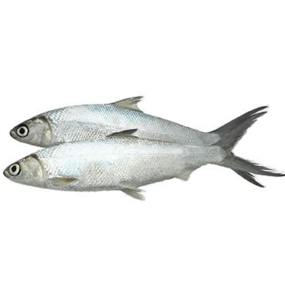 Ikan Bandeng 1Kg Ikan Bandeng Segar Seafood Ikan Segar 1Kg