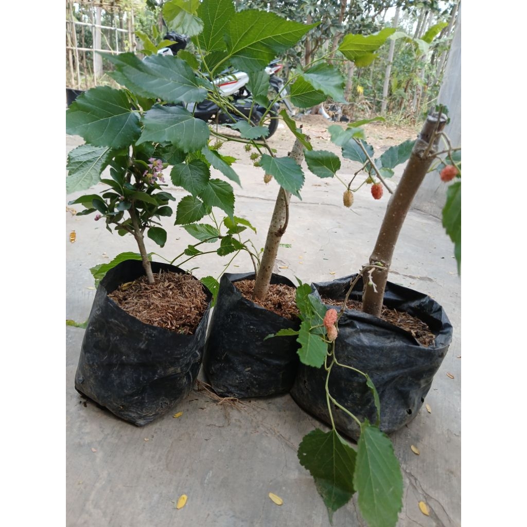Bibit Buah Murbei Batang besar Kondisi Sudah Berbuah Siap Panen