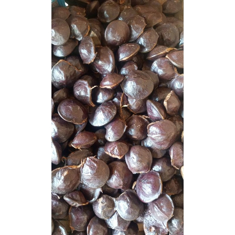 jengkol muda/jengkol ngora