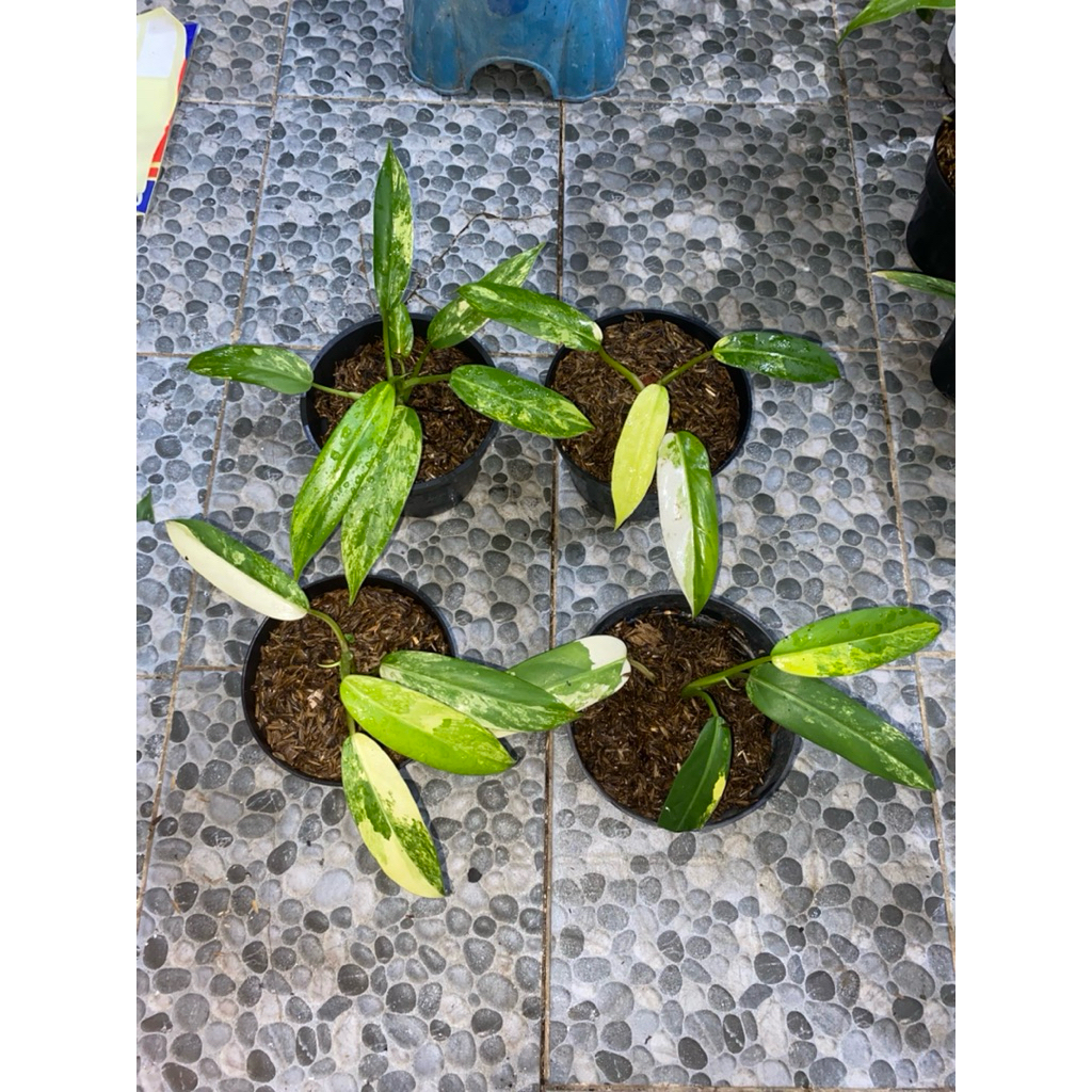 philodendron domesticum varigata