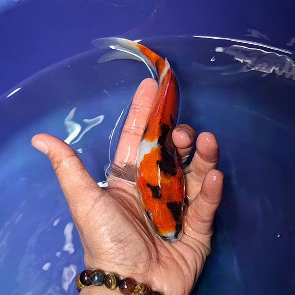 Ikan Koi Blitar Jenis Showa / Rumah Koi Jakarta / kode 012