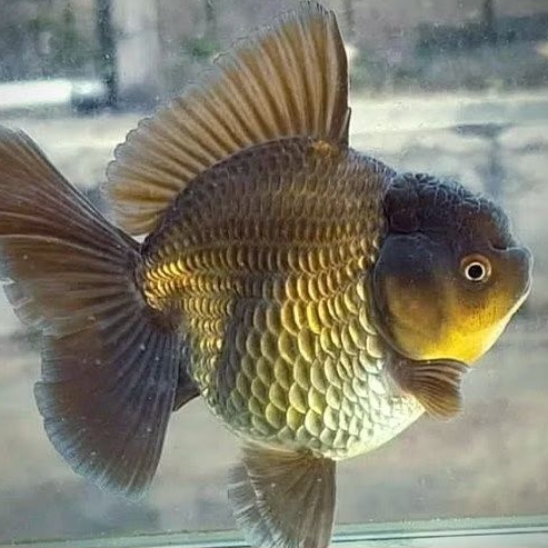 gambar Ikan Hias Air Tawar Mas Koki Oranda Baby Panda Trikolor - Hitam, 2