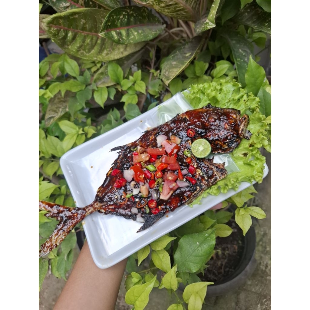 Ikan Laut - Ikan Kuwe