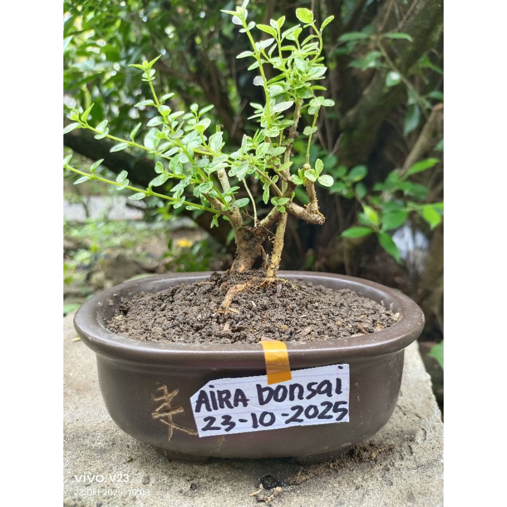 Bahan bonsai sancang varigata original