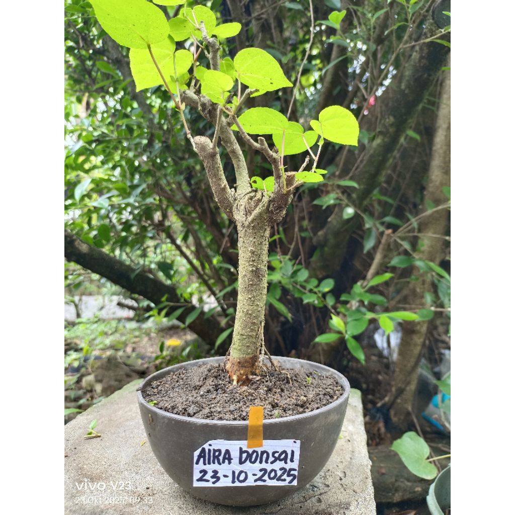bonsai waru lokal kondisi hidup