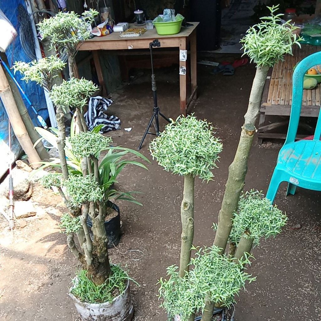 Tanaman bonsai anting putri mikro rimbun