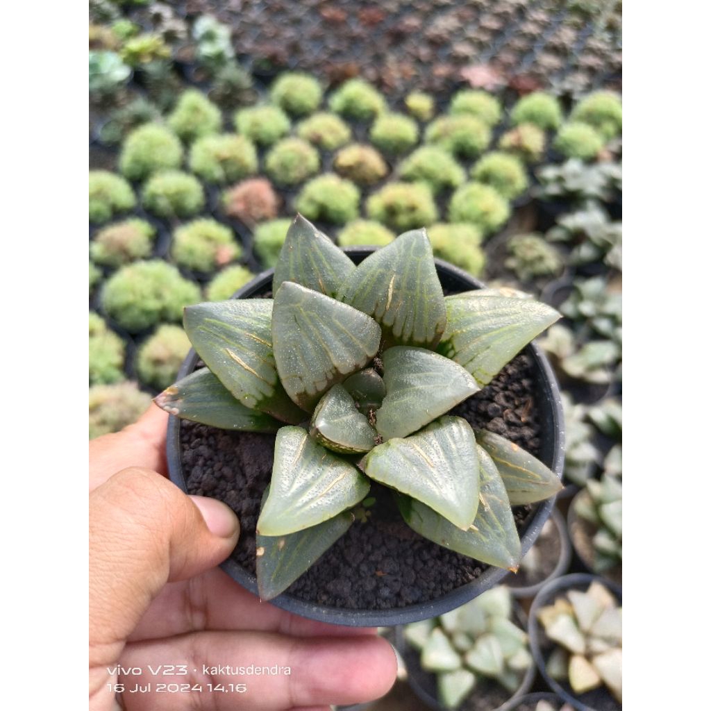 hawortia bayeri