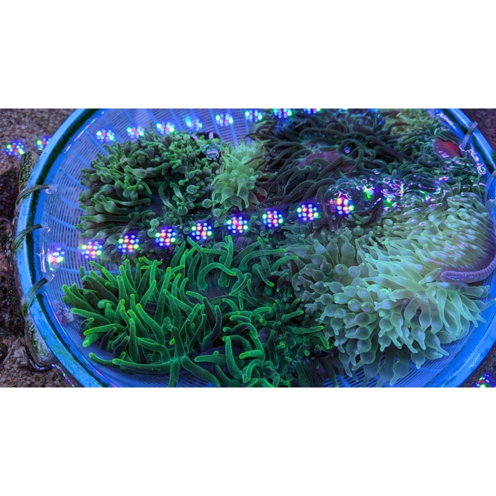 Anemon jagung tip (rumah Nemo)