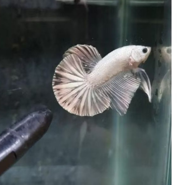 Cupang HMPK White Platinum – Warna Putih Murni Elegan, Bahan Kontes Pilihan