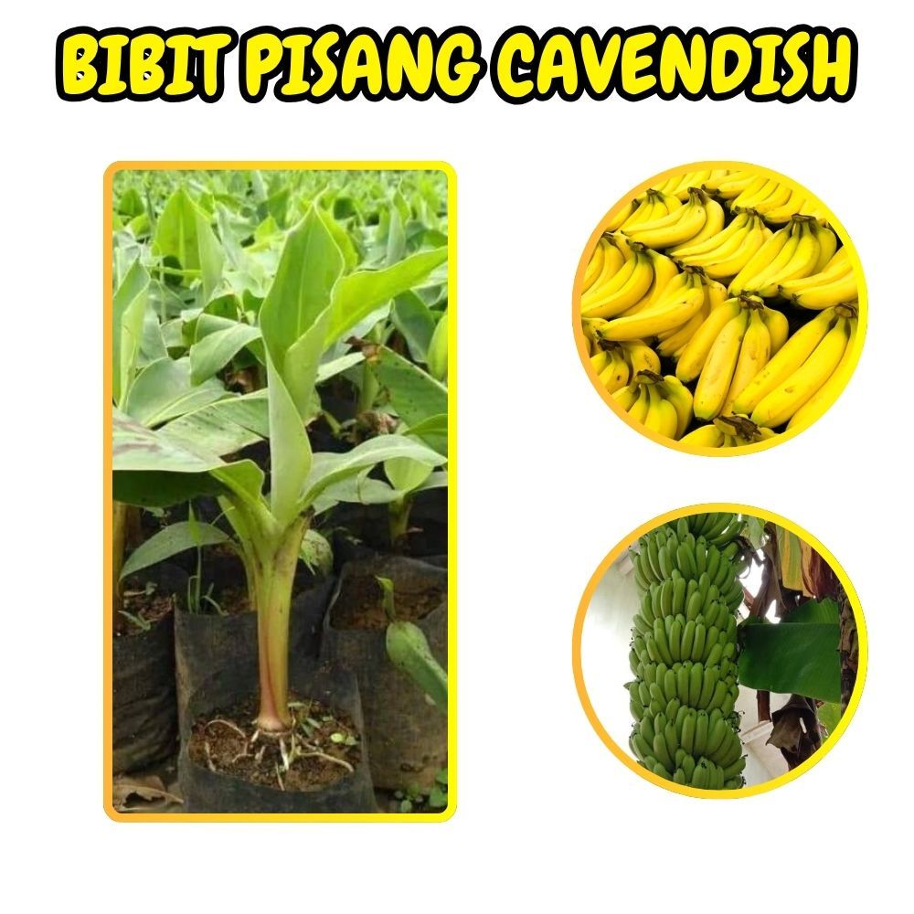 TERBUKTI ASLI  Bibit Pisang Cavendish G9 - Bibit Pisang Cavendish Harga
