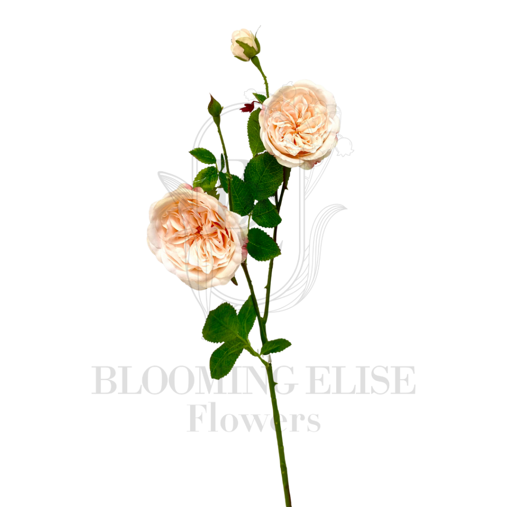 Premium Garden Rose Juliet Stems
