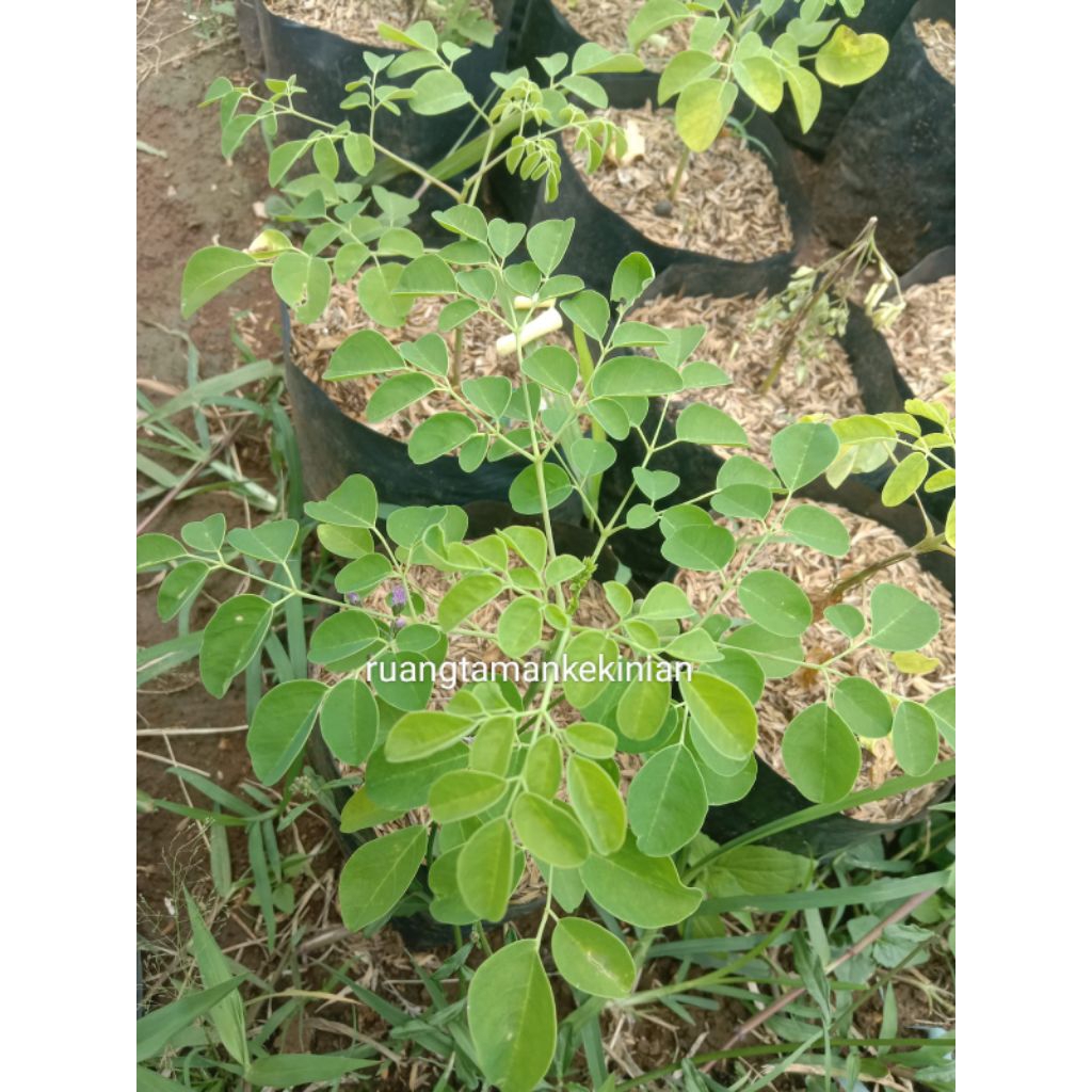 Tanaman Trembesi - Bibit tanaman trembesi