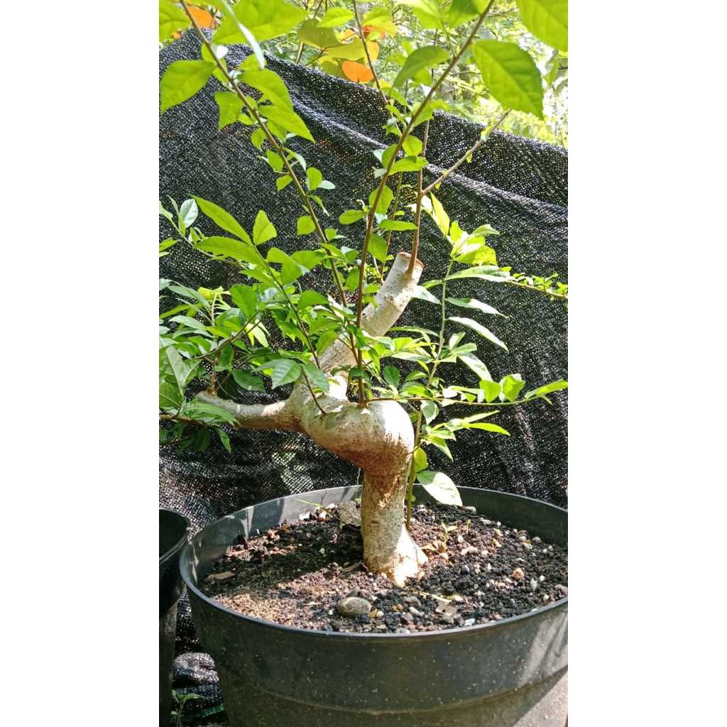 Bahan bonsai serut dari biji serut