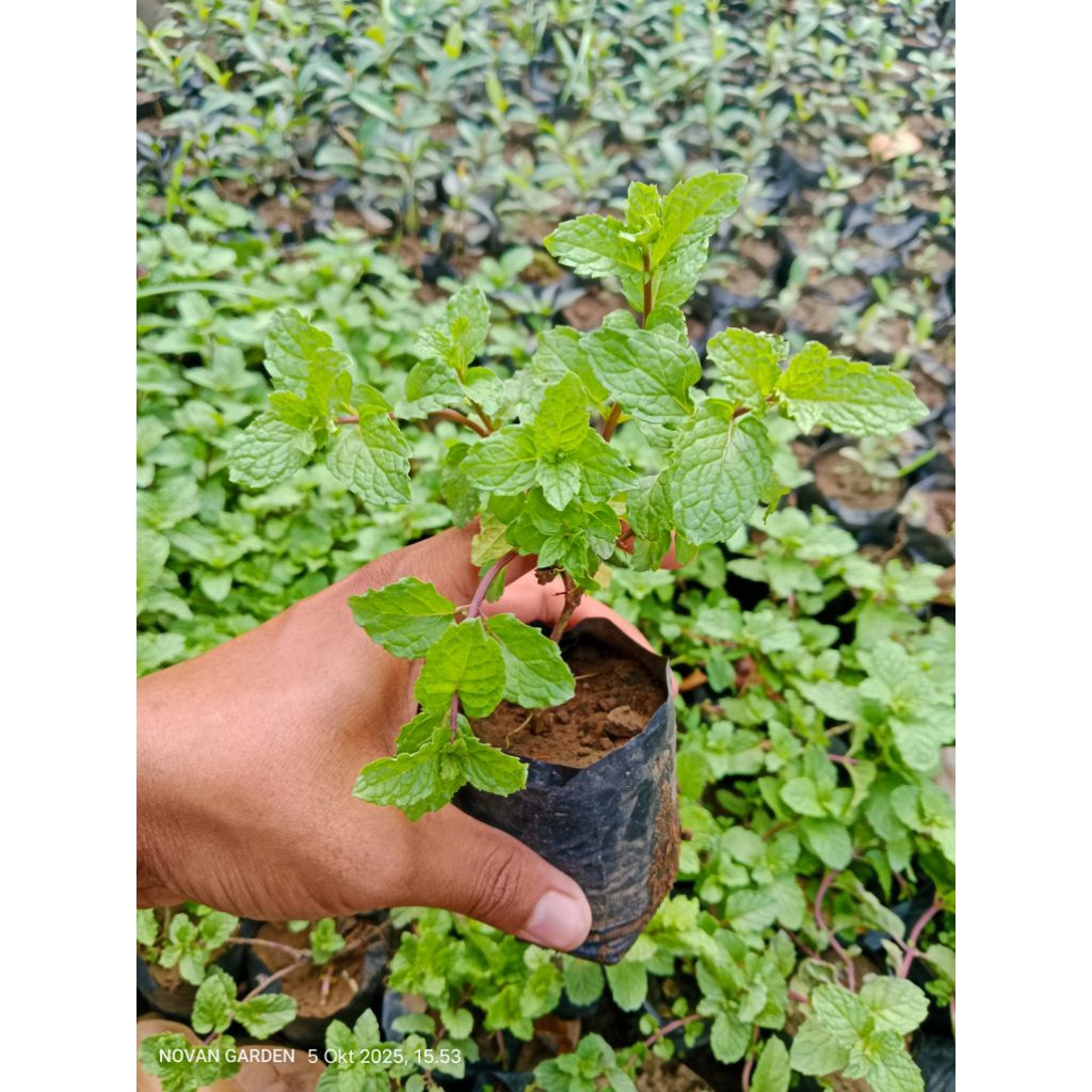 bibit daun mint | daun mint | bibit mint | mint kriting | tanaman herbal