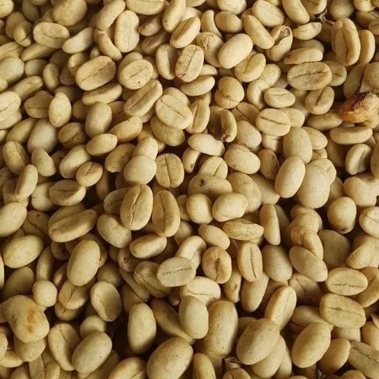 biji kopi bibit kopi arabika ateng PAPANDAYAN super, biji kopi arabika lokal, kopi gayoh, siap semai