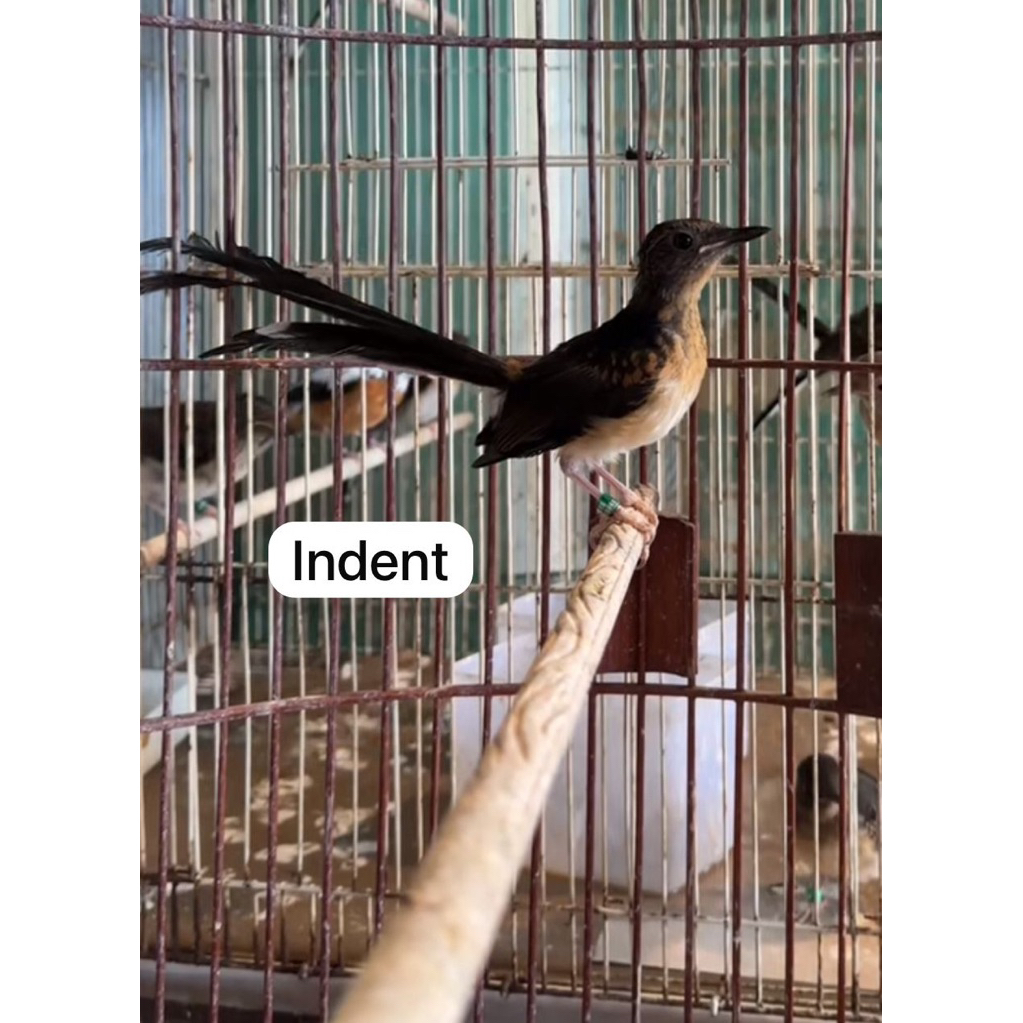 trotol murai batu ekor panjang 30x15 trah blorok