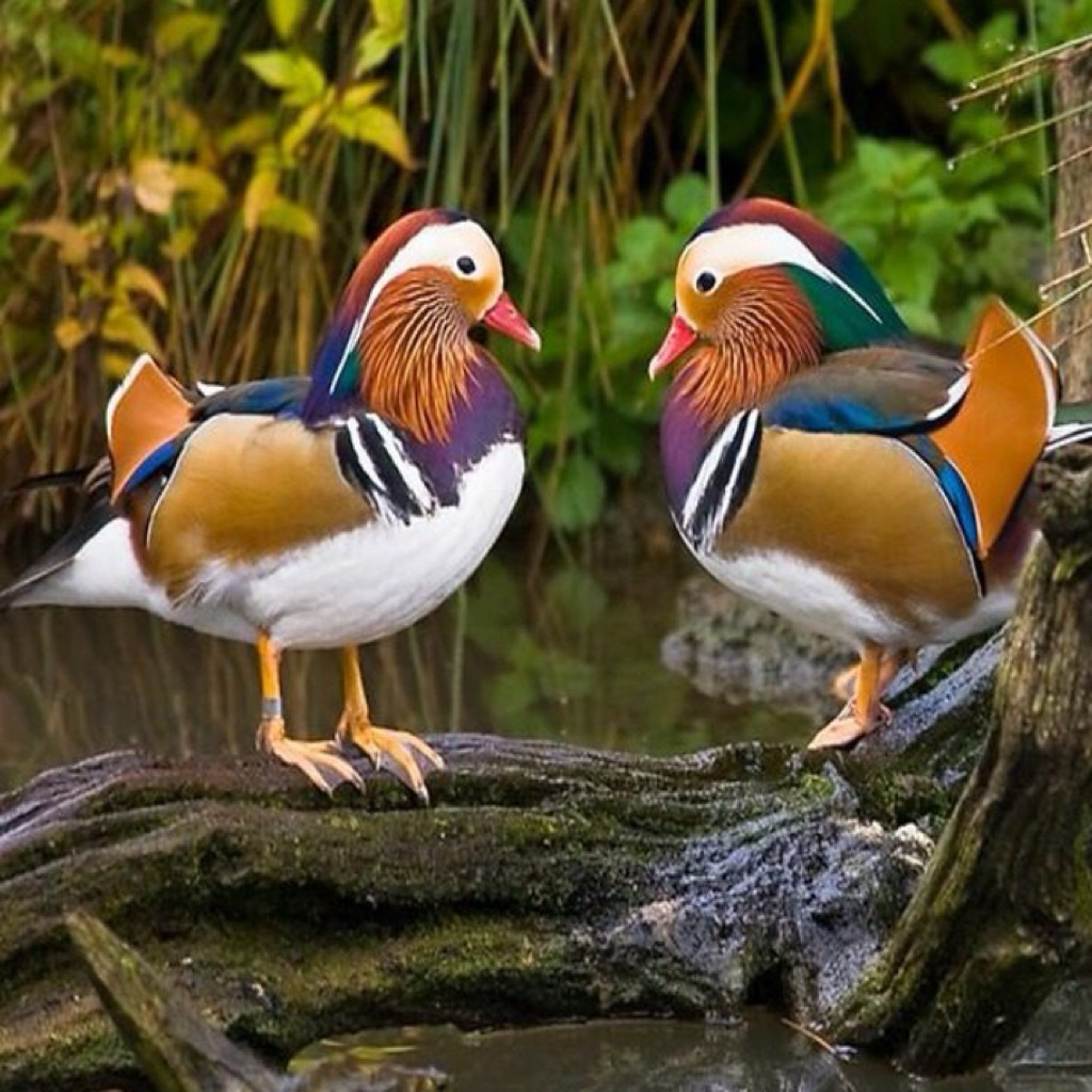 TELUR BEBEK MANDARIN ORIGINAL