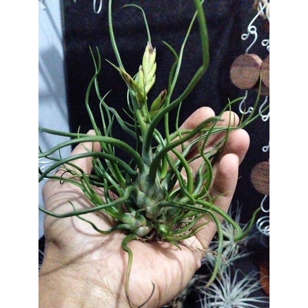 Tillandsia Bulbosa