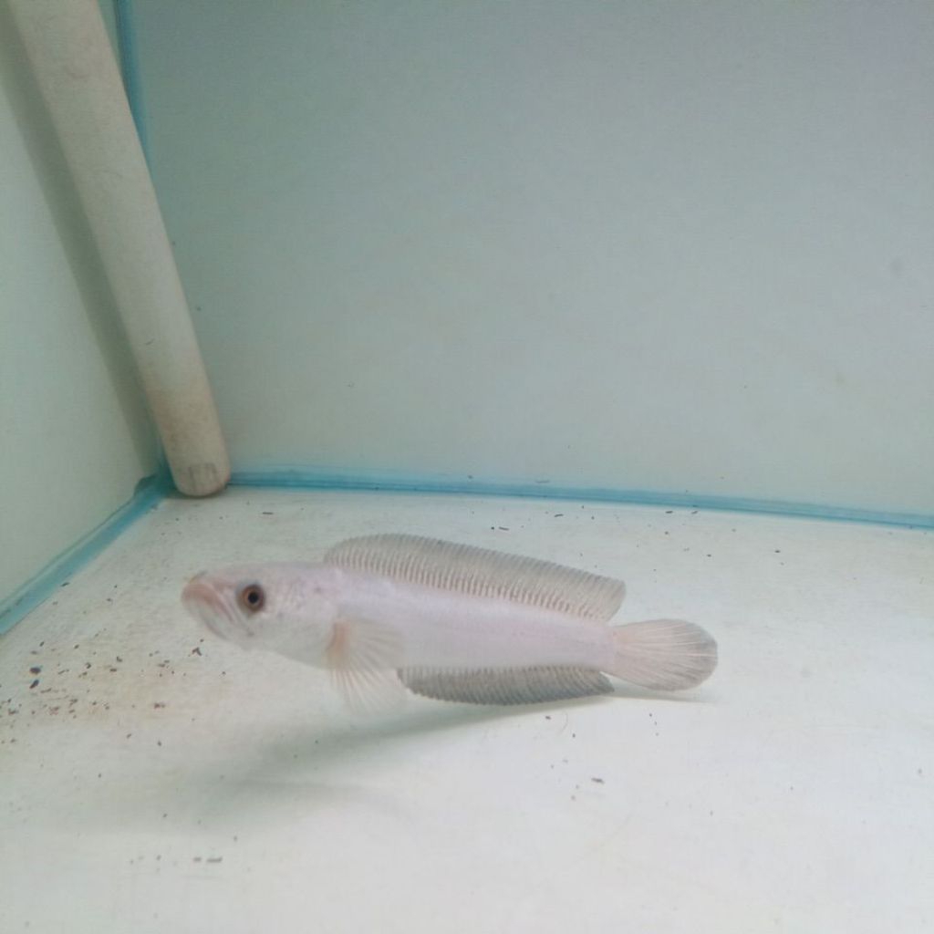 Asiatica Platinum 15-17cm