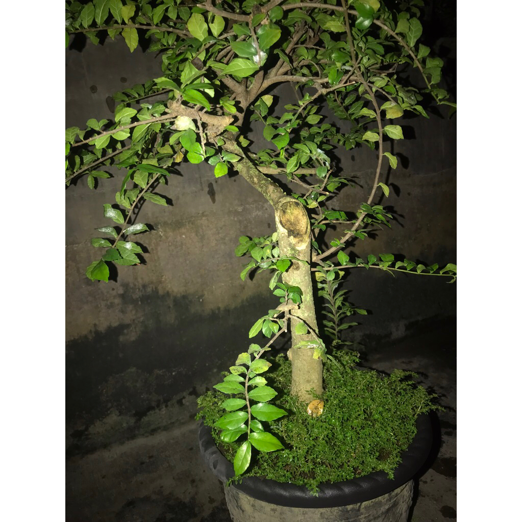 bonsai serut taman