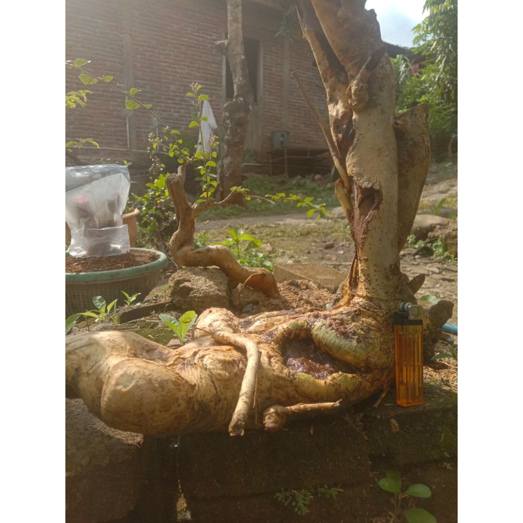 Dongkelan Serut karakter unik bahan bonsai