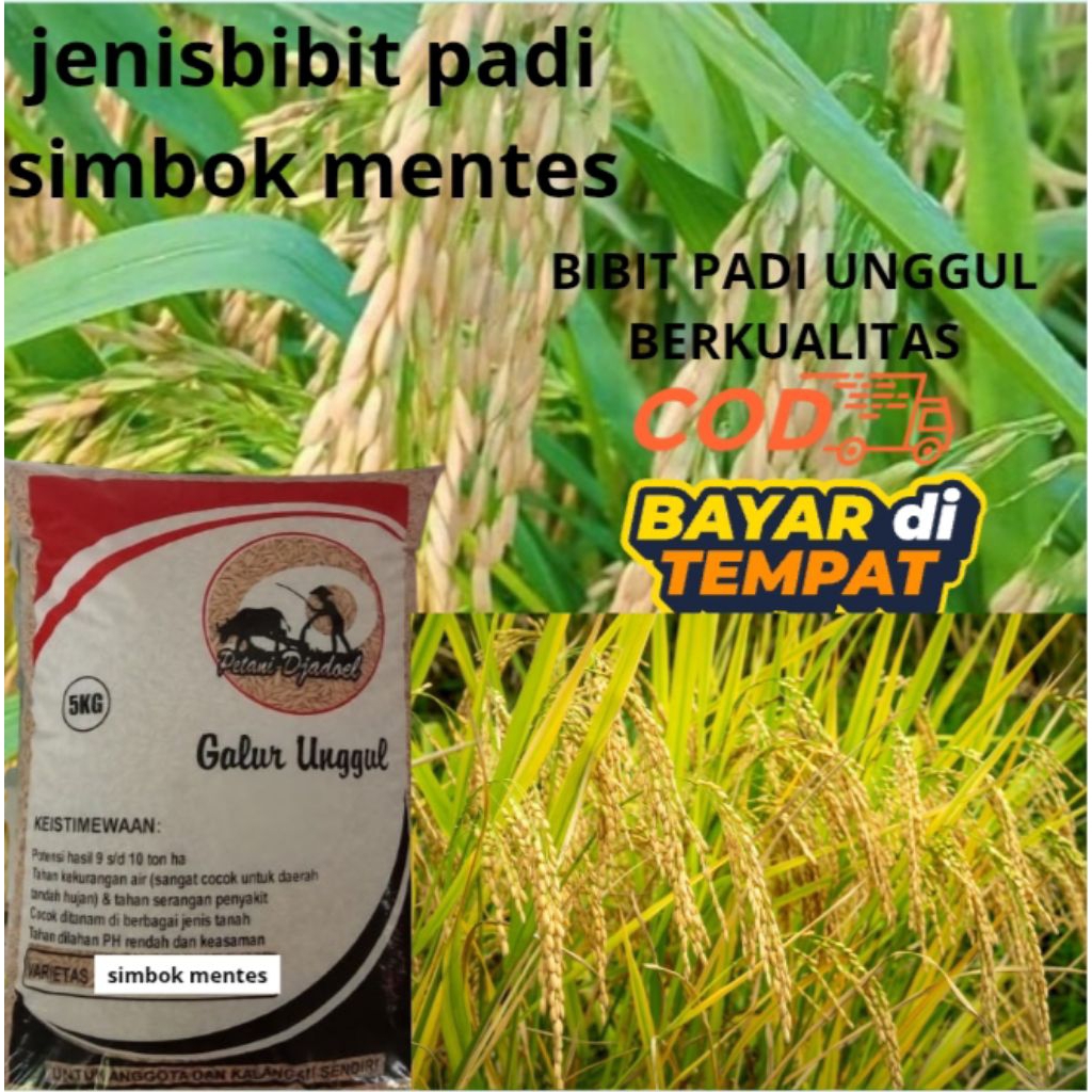 BIBIT PADI SIMBOK MENTES KEMASAN 5KG