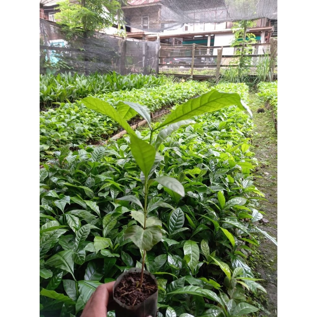 bibit kopi robusta unggulan