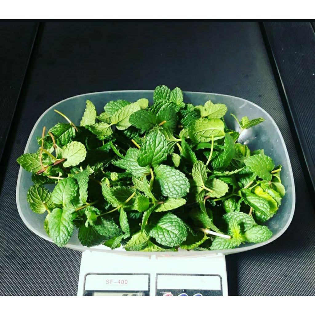 Daun Mint Segar