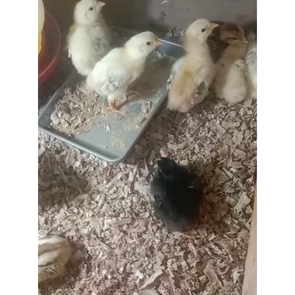 DOC ayam kampung KUB Garansi Galur Murni