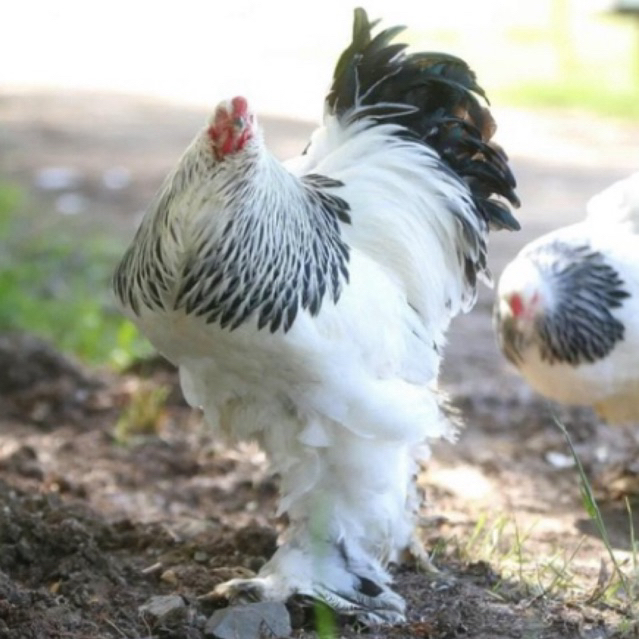 Ayam Hias Brahma Anakan Original Usia 1-5 Bulan Sehat Jinak Dan Napsu Makan Lahan Cocok Untuk Pemula