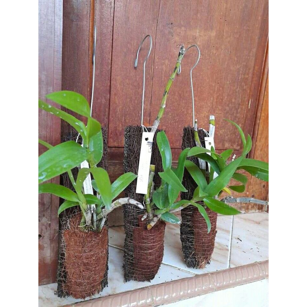 Papan Anggrek Pakis Media Tanam Anggrek Papan Anggrek Bonggol Pakis Paku Alam