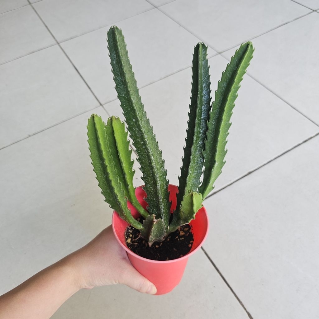 Paket KAKTUS SUKULEN Stapelia - Tumbuhan Hidup Tanaman Hias Asli Murah Makassar