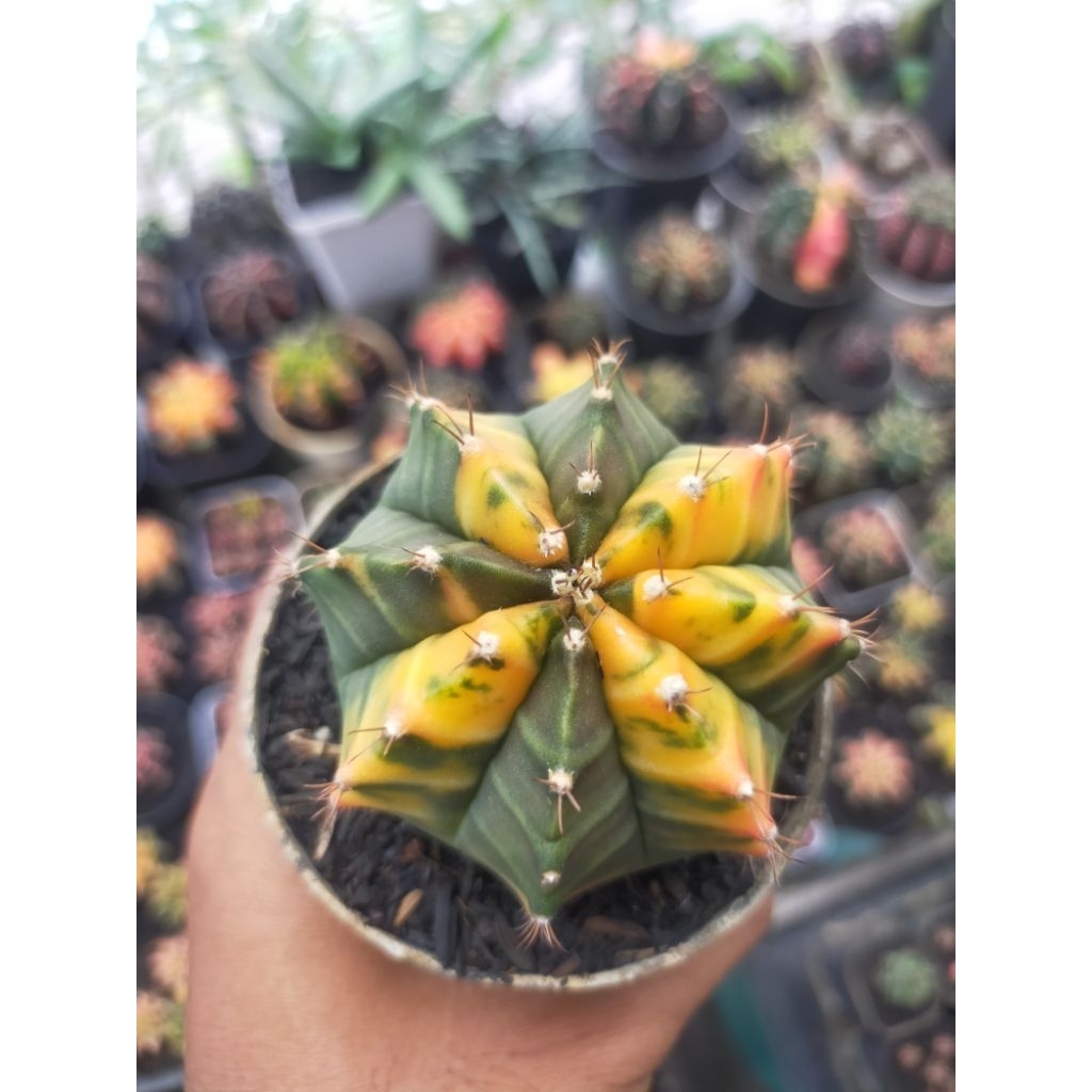 Gymno Miha Hybrid Yellow