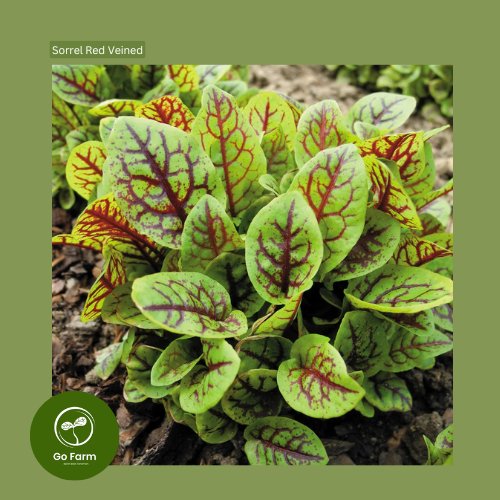 Benih Bibit Sorrel Red Veined 15 Biji