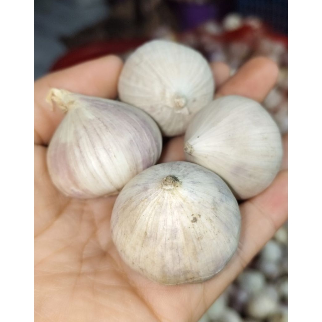 Bawang putih tunggal 1 kg