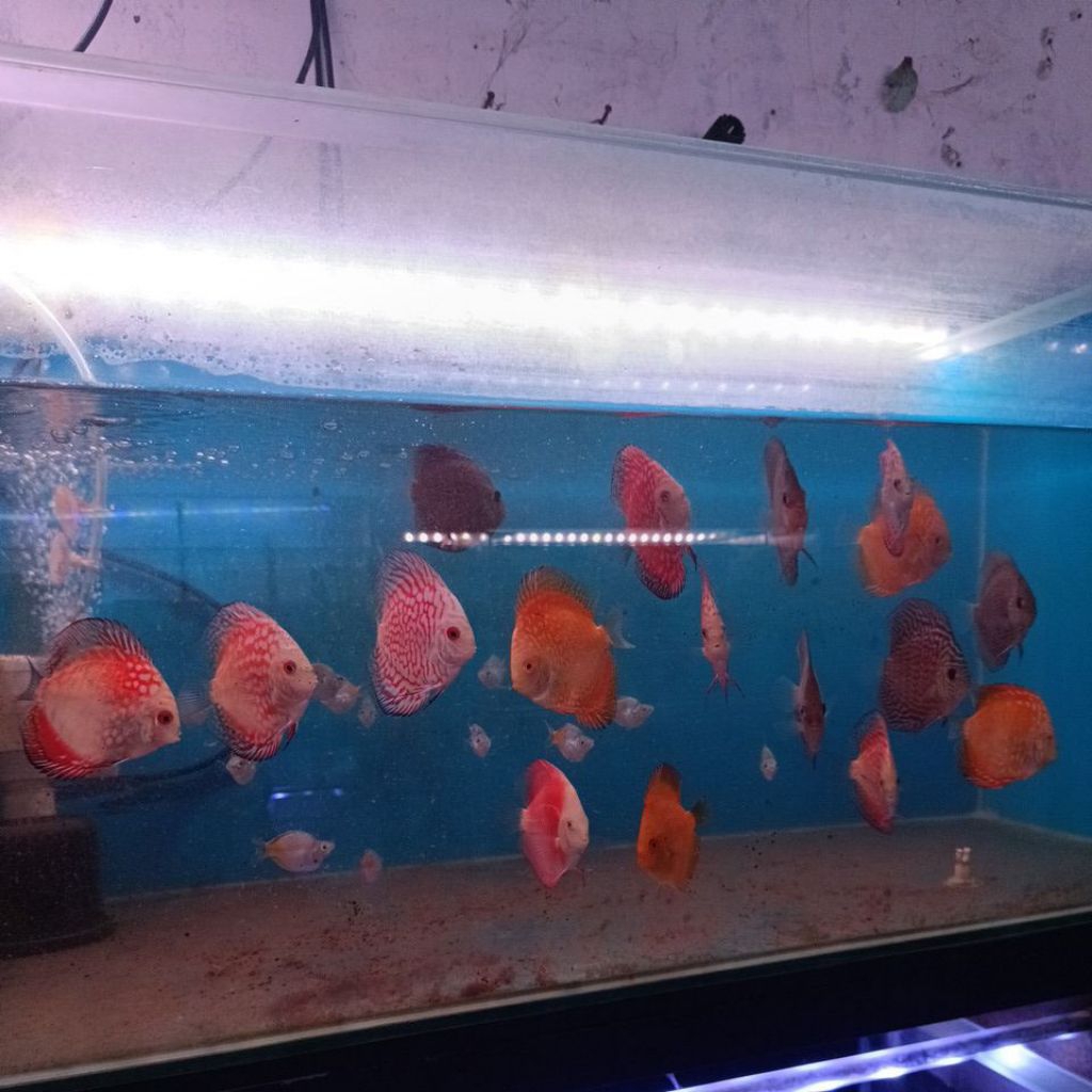 IKAN HIAS AIR TAWAR DICUS BLUE DIAMOND / RED MELON / MALBORO